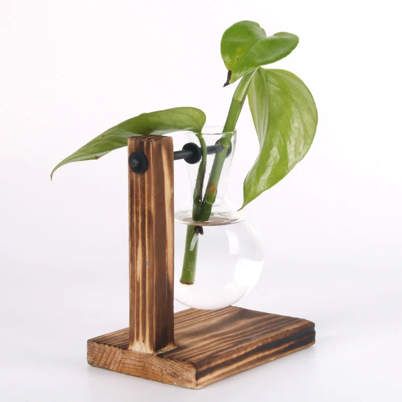 Glass Hydroponic Vase