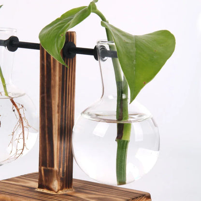 Glass Hydroponic Vase