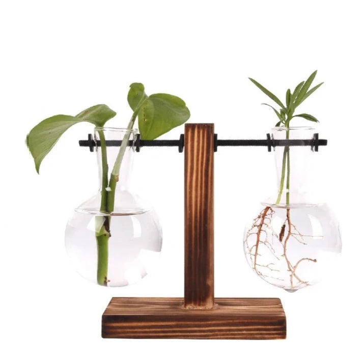 Glass Hydroponic Vase